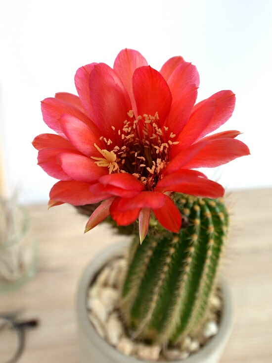 br>サボテン マミラリア（美女丸） セメント シリンダー型 陶器鉢 <br