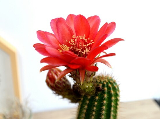 サボテン 美女丸hyb カキコ2個 サボテン 美女丸hyb カキコ2個 【公式通販】