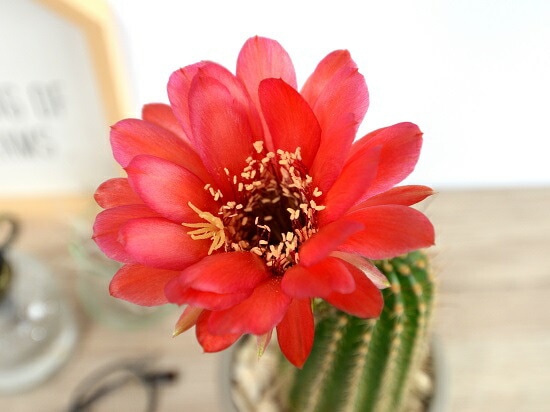 br>サボテン マミラリア（美女丸） セメント シリンダー型 陶器鉢 <br