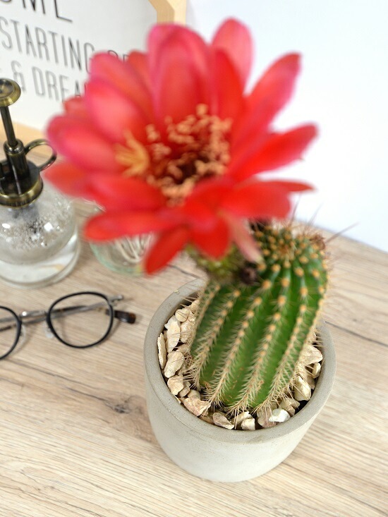 サボテン 美女丸hyb カキコ2個 サボテン 美女丸hyb カキコ2個 【公式通販】