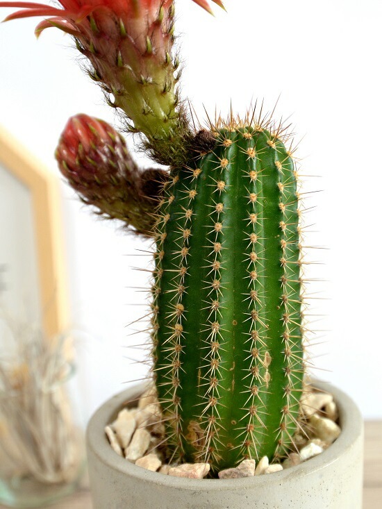 専用ページです！サボテン 美女丸♪抜き苗 楽天市場】サボテン ビジョマル（美女丸） セメント シリンダー型 陶器