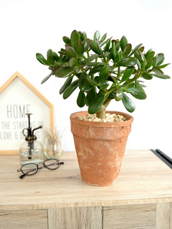 お金の木　観葉植物 パキラ 観葉植物 10号 大型 金のなる木 おしゃれ 鉢植え 本物 大きい