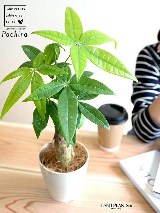 観葉植物　パキラ　アクアティカ　グラブラ　編み込み仕立て ８号鉢 観葉植物 パキラ アクアティカ グラブラ 編み込み仕立て 8号鉢 パキラ