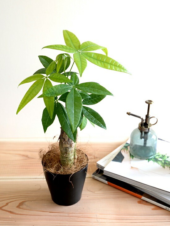 br><br>【お試し】 パキラ （幹太タイプ） 黒色 プラスチック鉢 4号