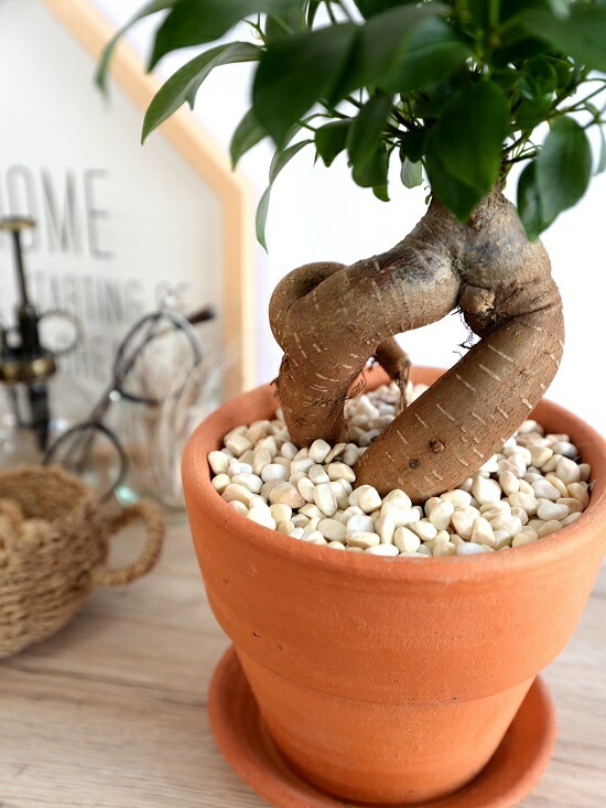 br><br>ガジュマル （幹太タイプ） オレンジ テラコッタ 陶器鉢 M