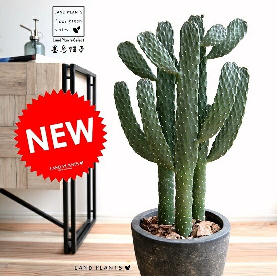 大型 古株　ウチワサボテン 鉢植え 観葉植物 br><br>ウチワサボテン 墨烏帽子（スミエボシ） 3本立ち エッグ型