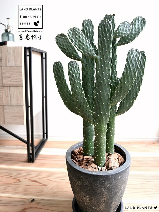 大型 古株　ウチワサボテン 鉢植え 観葉植物 Amazon｜ITANSE ウチワサボテン スミエボシ7号 1個売り【品種で