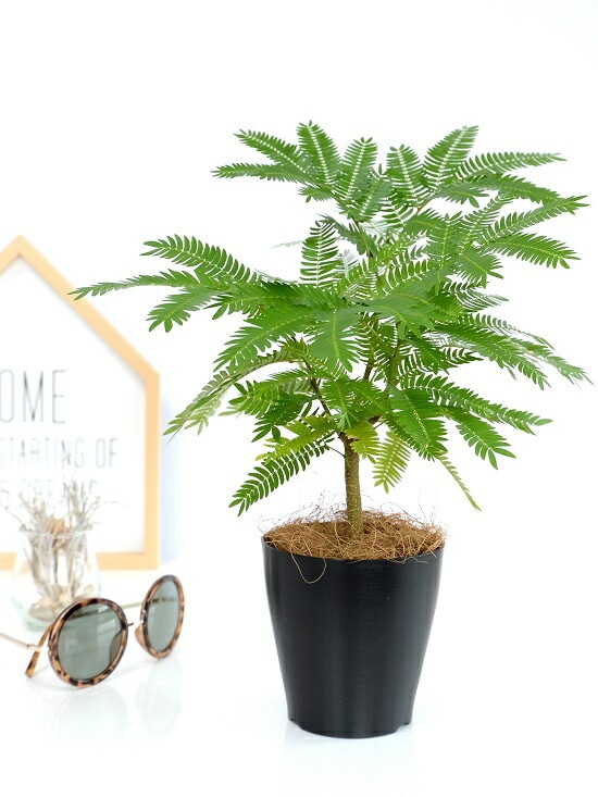 希少♡斑入り♡エバーフレッシュ♡ネムの木♡観葉植物♡インテリア♡ 立派♡ 希少♡斑入り♡エバーフレッシュ♡ネムの木♡観葉植物