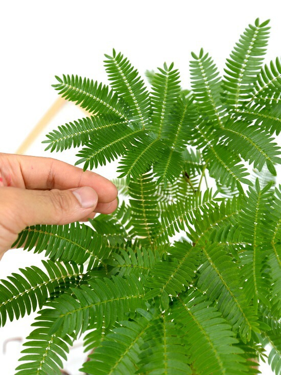 br><br>【希少】【お試し】 エバーフレッシュ 白色 プラスチック鉢 4号