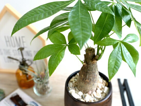 br><br>パキラ（幹太タイプ） ウッド風 ペイント陶器鉢 Sサイズ <br