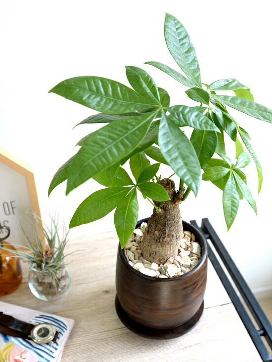 パキラ ☆ハヤブサ タイラバサビキ ツイストスキンケイムラレインボー