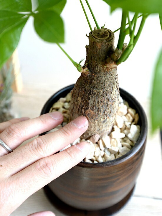 パキラ br><br>パキラ（幹太タイプ） ウッド風 ペイント陶器鉢 Sサイズ