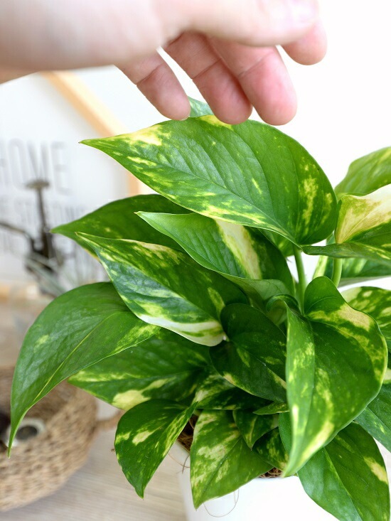 br><br>【お試し】 ポトス 白色 プラスチック鉢 4号 （オーレア） <br