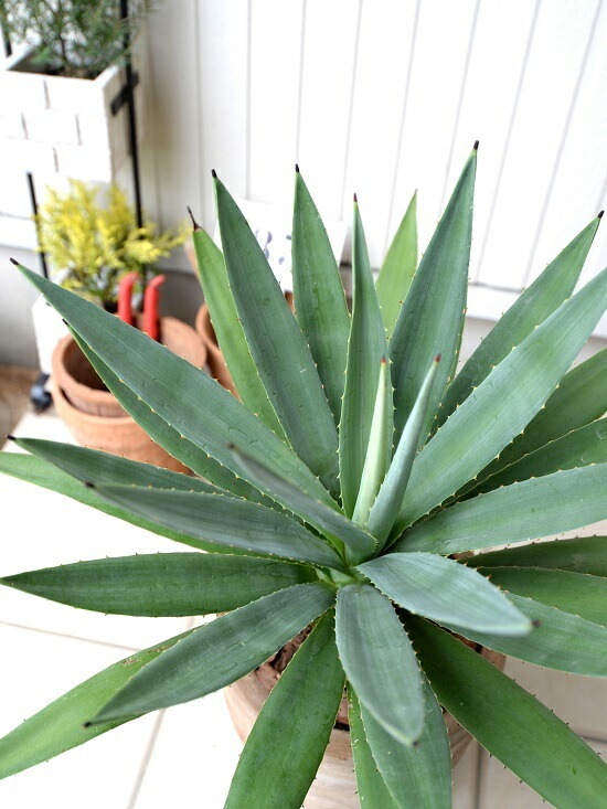 アガベ　こばりょう アガベ 吉祥冠 錦 – linkplants -リンクプランツ-