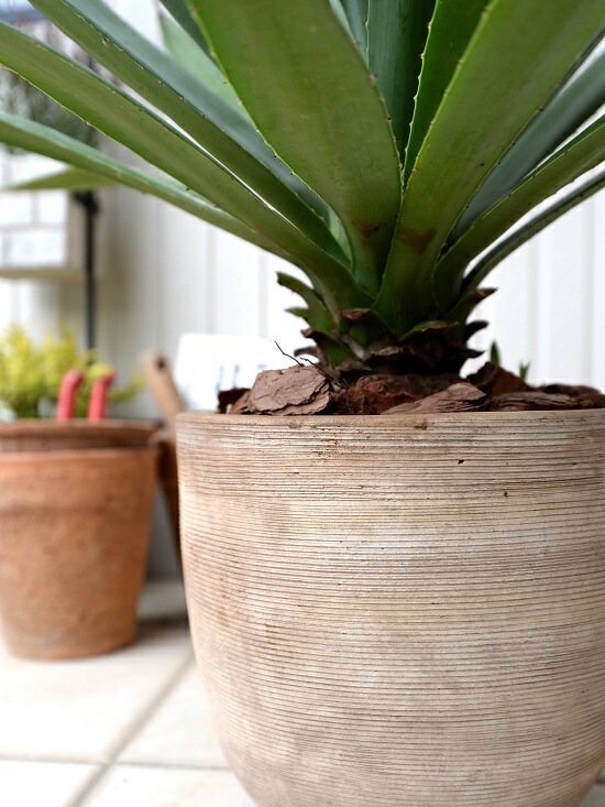 br><br>【希少】 アガベ（緑葉） デザインの良い テラコッタ鉢 アオノ