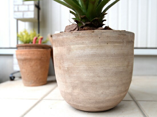 br><br>【希少】 アガベ（緑葉） デザインの良い テラコッタ鉢 アオノ