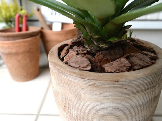 br><br>【希少】 アガベ（緑葉） デザインの良い テラコッタ鉢 アオノ