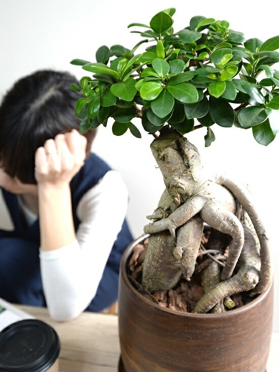 沖縄産ガジュマル盆栽　太幹 沖縄盆栽 ガジュマル 樹齢約30年 一点物 - 沖縄県宜野座村｜ふるさと