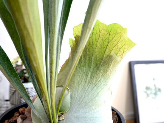 鉢植え　コウモリラン　ビカクシダ　大株 dショッピング |コウモリラン（立性） 8号 セラアート鉢 黒色