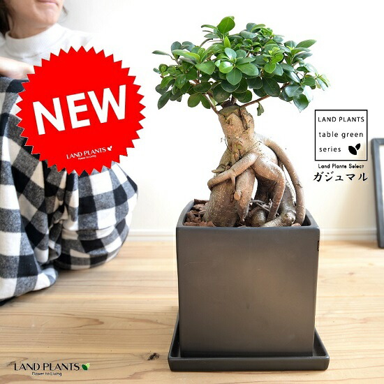 br><br>ガジュマル（超幹太） 黒色 キューブ型 陶器鉢 Lサイズ <br