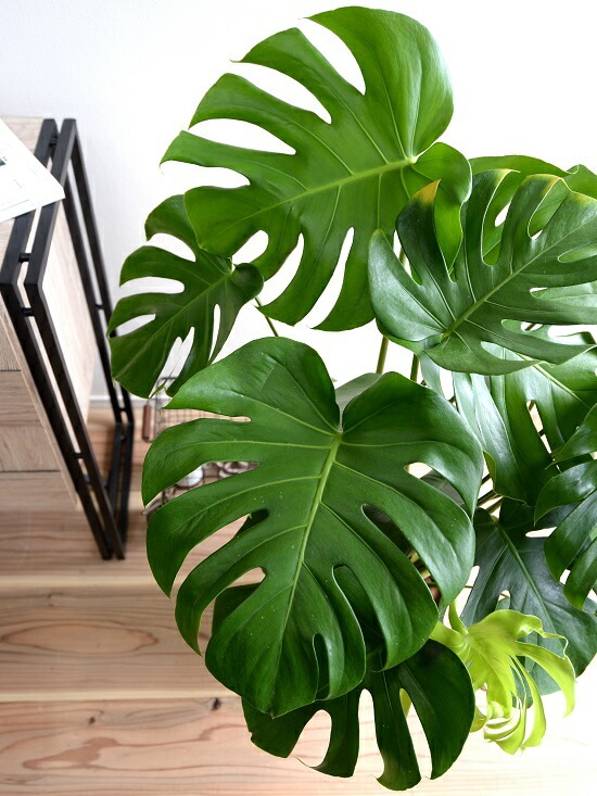 モンステラ br><br>モンステラ 黒色 セラアート鉢 8号（バークチップ） <br