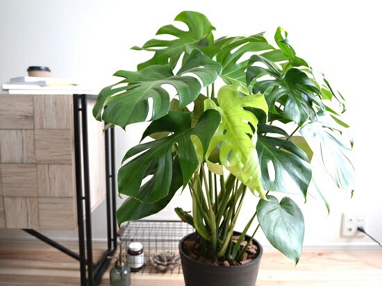 モンステラ モンステラ ラニアータ モトルド 3号ポット 【No.0062