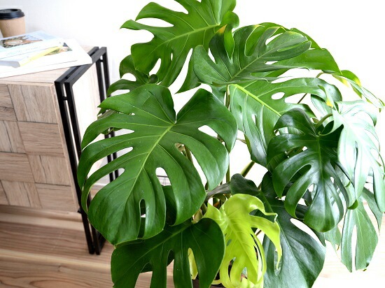 モンステラ モンステラ 8号 セラアート鉢 観葉植物 本物