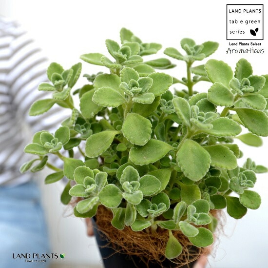 br><br>アロマティカス 4号 黒色 プラスチック鉢【ココファイバー