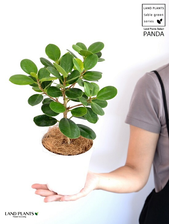 希少植物】【お試し】 パンダガジュマル 4号 白色 プラスチック鉢