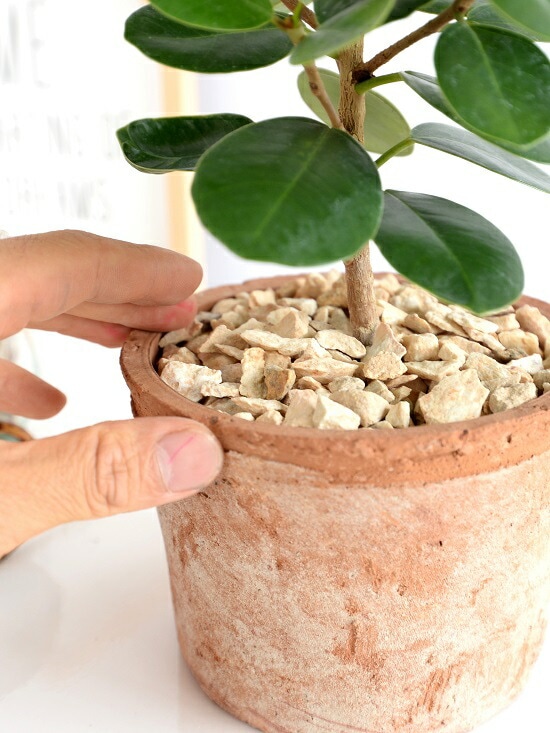 パンダガジュマル 8号リン鉢 約75センチ 【公式通販】