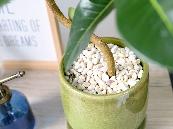 しおん フランスゴムの木　螺旋仕立て　陶器鉢　植え込み発送 フランスゴムの木「幹曲がり」を陶器鉢で｜インテリア観葉植物