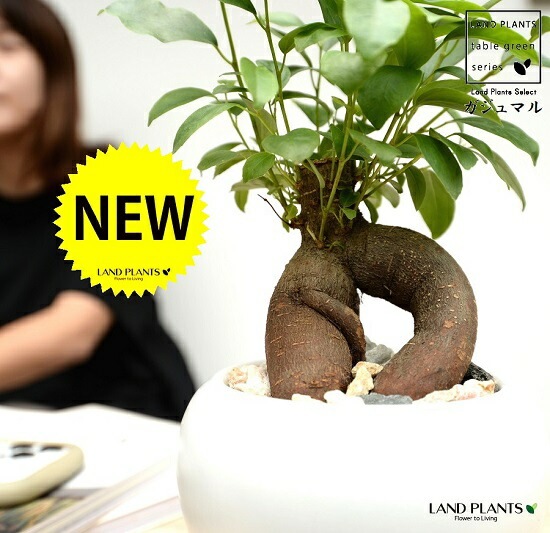 yt　ガジュマル 大株　高さ約32cm 11年育成 岩付き ガジュマル】火山岩で育てる観葉植物・虫が湧きにくく衛生的（グラス