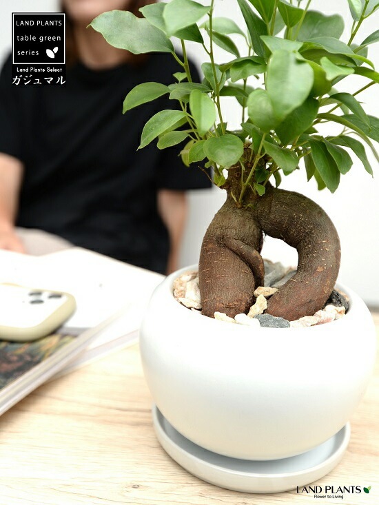 br><br>ガジュマル（幹太） 白色 大丸 陶器鉢 【天然砕石・受皿・育て