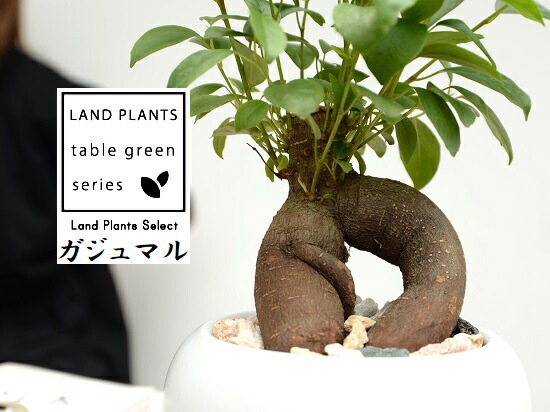 yt　ガジュマル 大株　高さ約32cm 11年育成 岩付き ガジュマル｜おしゃれな観葉植物とお花の通販LIFFT