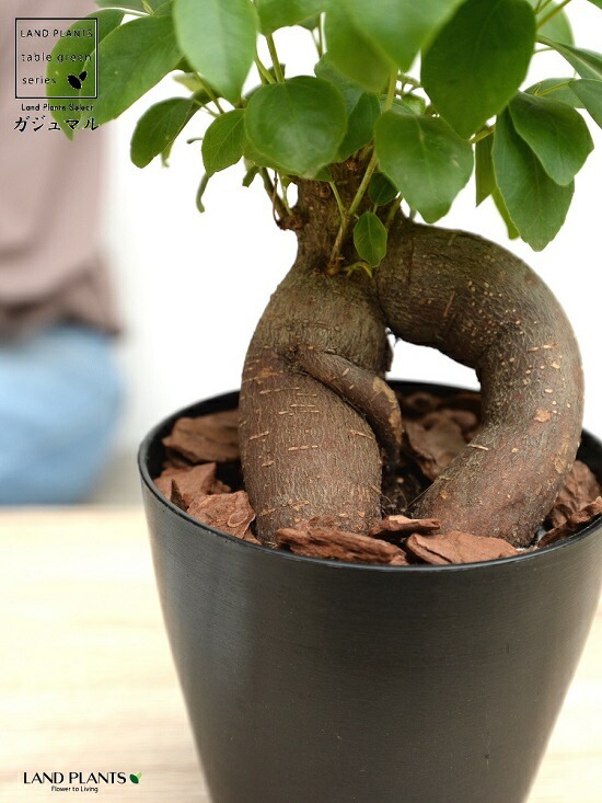 完売　　縁起木＊魔除け【ヤツデ/八つ手/天狗の団扇】天然野生育ち/2株/鉢植え 完売縁起木＊魔除け【ヤツデ/八つ手/天狗の団扇】天然野生育ち/2株/鉢植え