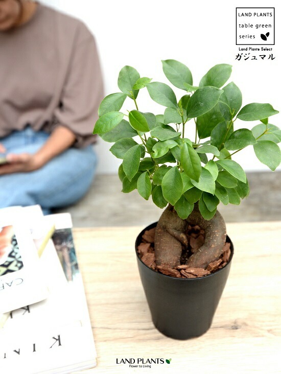 完売　　縁起木＊魔除け【ヤツデ/八つ手/天狗の団扇】天然野生育ち/2株/鉢植え 天狗の葉団扇とも呼ばれる「ヤツデ」｜生薬ものしり事典111｜月刊 元気