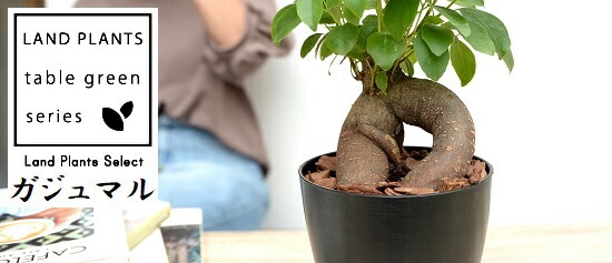 ヤツデ（八手） 白色 プラスチック鉢 4号 <br>テングノハウチワ 天狗の