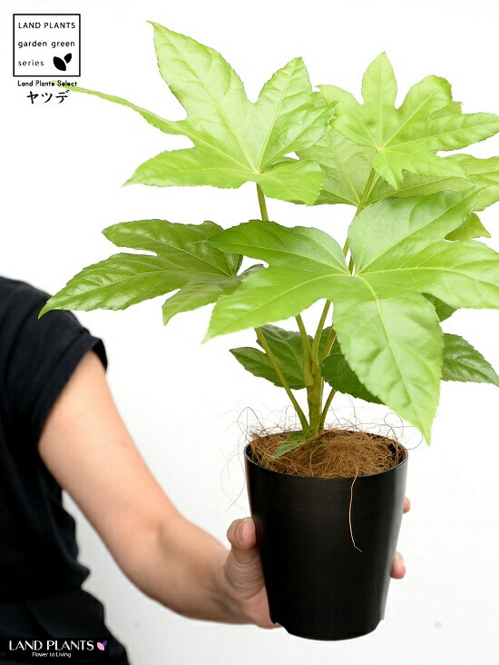 完売　　縁起木＊魔除け【ヤツデ/八つ手/天狗の団扇】天然野生育ち/2株/鉢植え 八つ手 ヤツデ 株立ち 約80cm 現品発送 特大苗木 大苗 八手 八角金盤