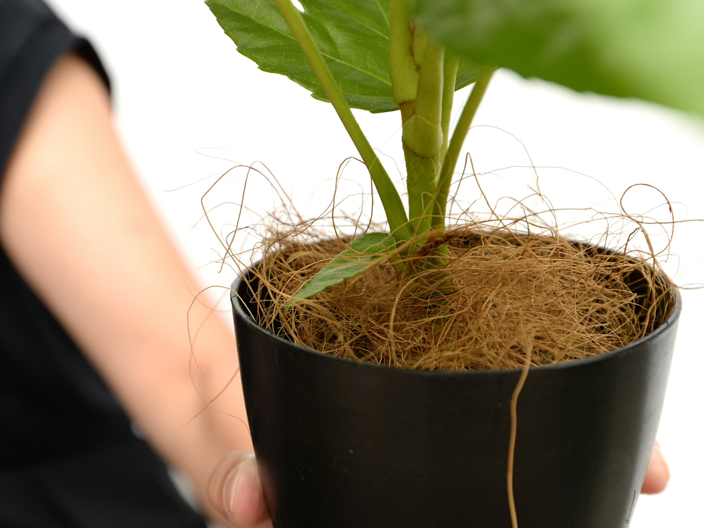 完売　　縁起木＊魔除け【ヤツデ/八つ手/天狗の団扇】天然野生育ち/2株/鉢植え 完売 縁起木＊魔除け【ヤツデ/八つ手/天狗の団扇】天然野生育ち/