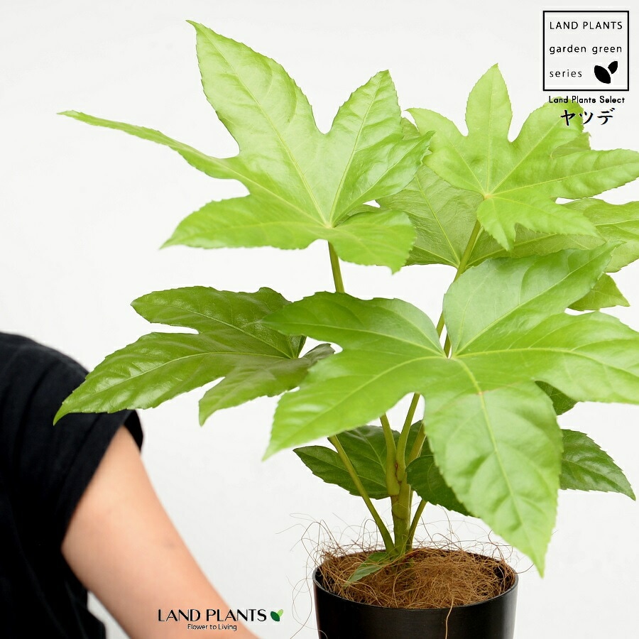 完売　　縁起木＊魔除け【ヤツデ/八つ手/天狗の団扇】天然野生育ち/2株/鉢植え 完売 縁起木＊魔除け【ヤツデ/八つ手/天狗の団扇】天然野生育ち/2株