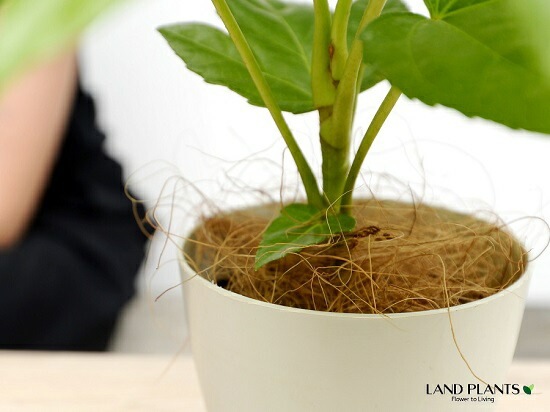 完売　　縁起木＊魔除け【ヤツデ/八つ手/天狗の団扇】天然野生育ち/2株/鉢植え 完売 縁起木＊魔除け【ヤツデ/八つ手/天狗の団扇】天然野生育ち/