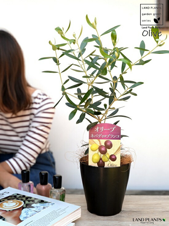 蕾付き　オリーブの木　ネバディロブランコ　スクエア型テラコッタ鉢植え　苗 ネバディロブランコ オリーブの木 蕾付き スクエア型テラコッタ br&gt