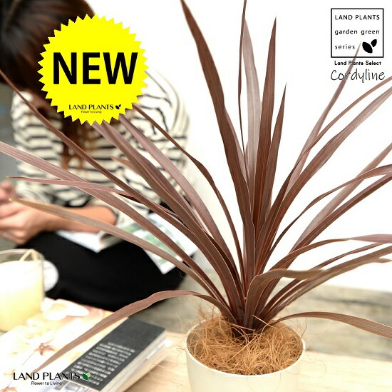 br><br>【お試し】 コルディリネ （レッドスター） 白色 プラスチック