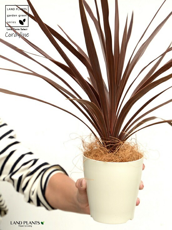 br><br>【お試し】 コルディリネ （レッドスター） 白色 プラスチック