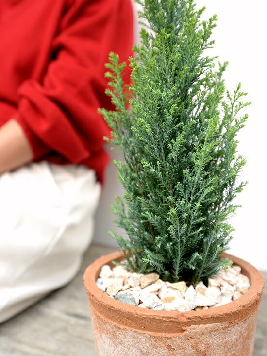 コニファーエンパイア 針葉樹 鉢植え 楽天市場】コニファー（エルウッズエンパイヤー） 白色 モスポット