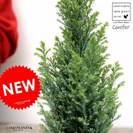 シャイニングブルー　コニファー　テラコッタ鉢植え　苗　シンボルツリー シャイニングブルー テラコッタ鉢植え コニファー 庭木 X'masツリー