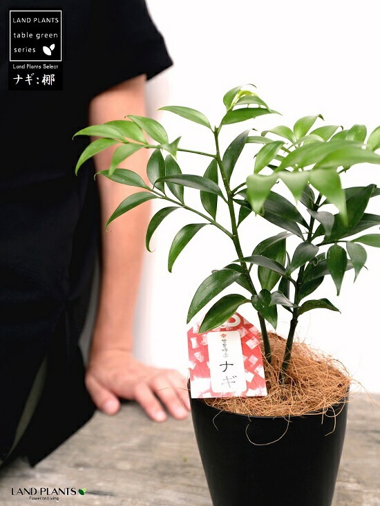 ナギ|世界の木材・樹木|8-樹木|木の情報発信基地 ITANSE ナギ 梛