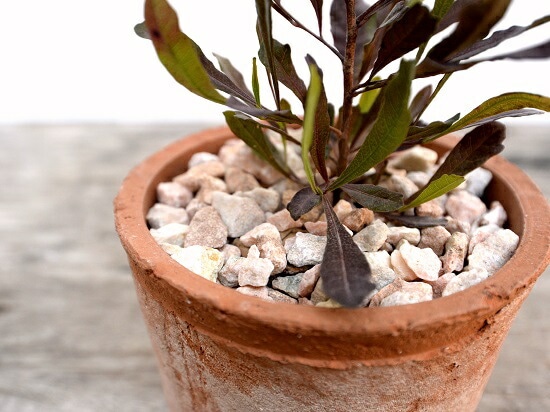 ドドナエア プルプレア コンクリート鉢植え 苗 カラーリーフ 再販