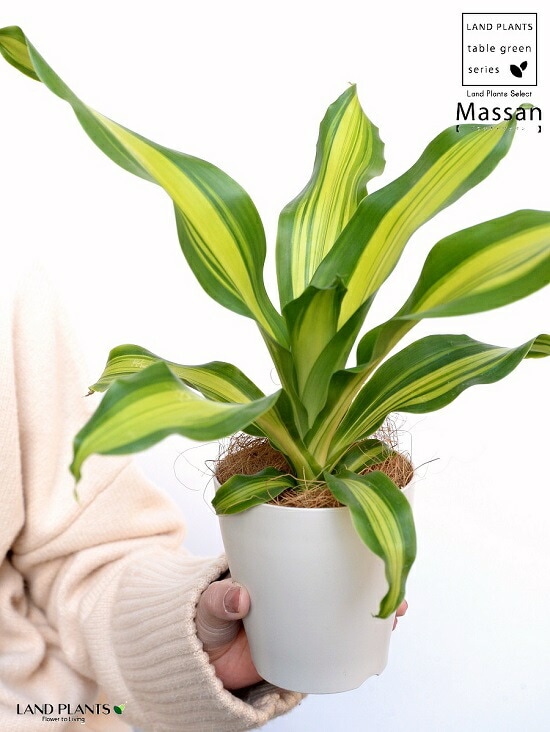 MM3苗☆100ブラジルアップル、120ゴールデンブラジル、110