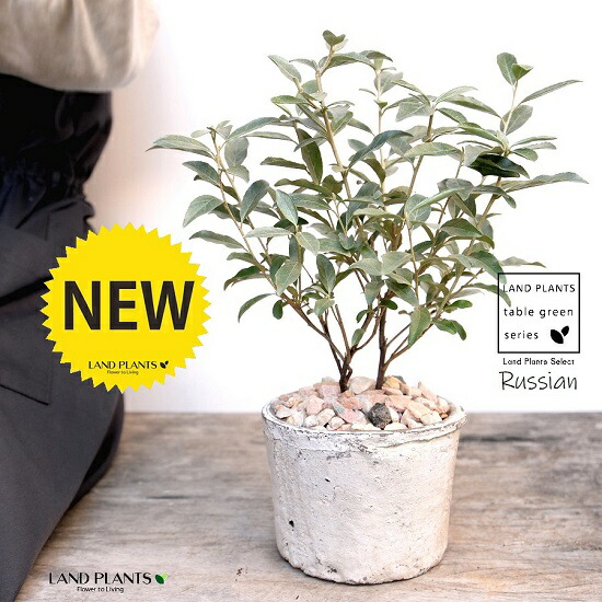 植木/鉢植え ロシアンオリーブ(ヤナギバグミ)1